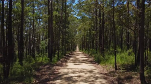 long straight road in forest