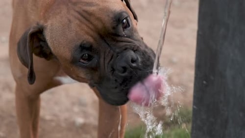 Perro bebiendo agua del arroyo de la fuente del parque