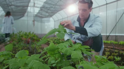 Scientist Examining Plant Leaves in Greenhouse with Magnifying Glass