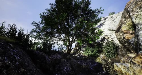 Majestic Tree Stands Resilient Amidst Rocky Landscape in Serene Wilderness