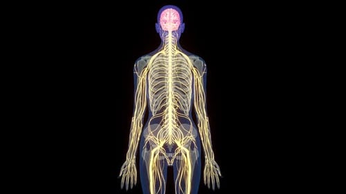 Illustration of the Human Nervous System