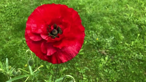 A large red poppy flower swaying in the wind on a blurry background of green grass on a sunny day.