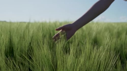 Slow Motion Close-Up of Female Hand Stroking Wheat in Spring Field with Gentle Breeze