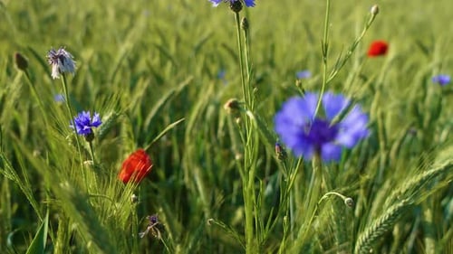 Grüne reifende Gerste auf einem Feld mit wachsenden Wildblumen aus nächster Nähe