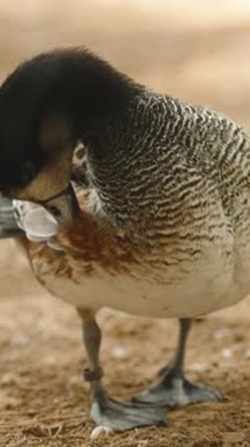 Vidéo verticale. Le canard à la tête noire nettoie ses plumes et se gratte la tête
.