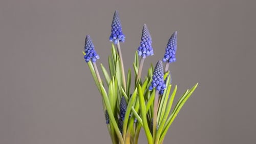 Spring Flowers Blooming, Muscari Plant, Time Lapse