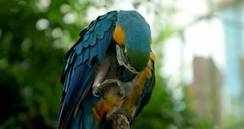 Beautiful Blue and Yellow Macaw Parrot Preening on a Branch