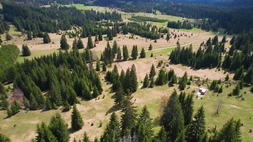 Luftartige Waldlandschaft mit offenen Lichtungen und verstreuten immergrünen Bäumen