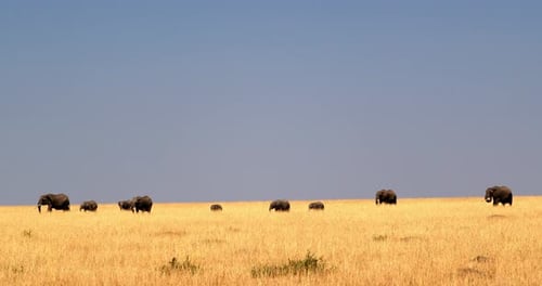 Herd Of Elephants Walking In The African Savanna In Masai Mara, Kenya - Wide Shot