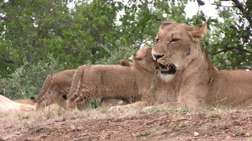 Young adorable lion cubs having fun in grass and cuddiling with lioness in wild landscape of african