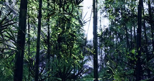 Lush Green Bamboo Forest with Sunlight Filtering Through Foliage