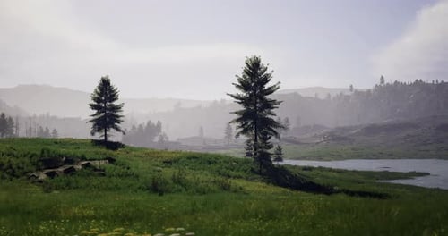 Cinematic Green Nature Landscape with Pine Trees and Lake