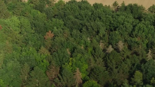 Aerial drone shot of forest woodland in the countryside