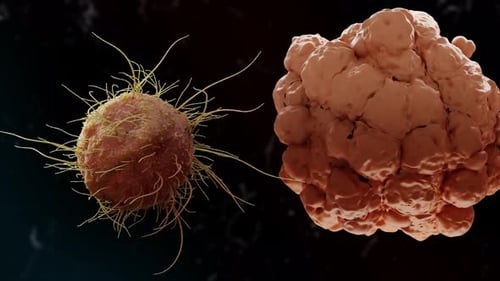 Microscopic Organisms and Cell Cluster Animation Loop