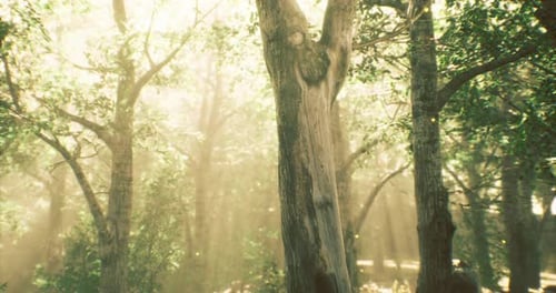 Sunlight Filters Through Trees in a Peaceful Forest During Early Morning Hours