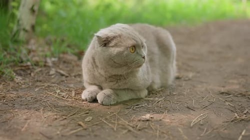 Serene Feline Relaxing Outdoors Quiet Scottish Fold Naps On Forest Trail Gentle Scottish Feline
