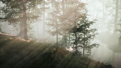 Paysage de forêt d'automne sombre et magique avec des rayons de lumière chaude