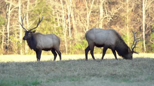 Two large bull elk graze near one another at sunset.