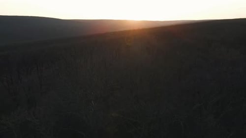 Leafless Forest at Sunset