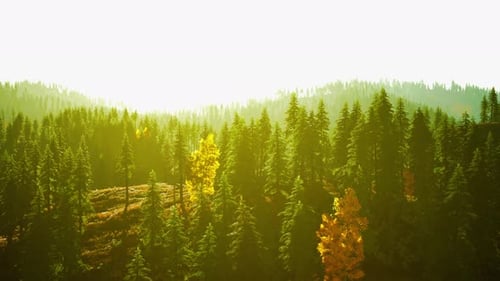 Mountain Sunset A Dense Forest with Towering Green Trees