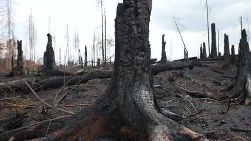 Close Up of Charred Tree in Forest After Wildfire, Devastating Landscape After Natural Disaster