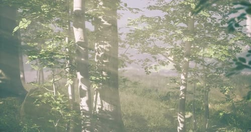 Sunlight Filters Through Lush Trees in a Serene Forest Landscape