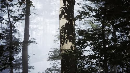 Beautiful Sunny Silhouetted Forest with Sunbeams Through Fog