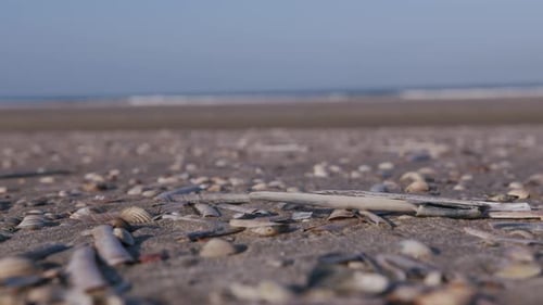 shells on the dutch beach, sea in the background