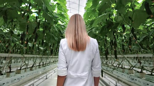 Mujer agrónoma botánica yendo entre una hilera de plantas de pepino, un invernadero, un cultivo industrial de hortalizas