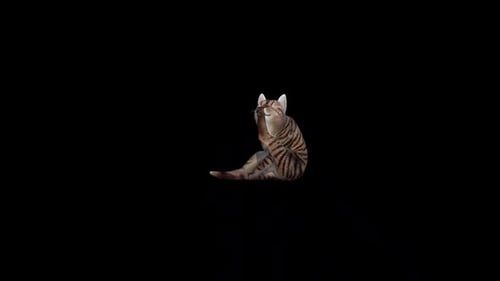 Bucle de limpieza para gatos