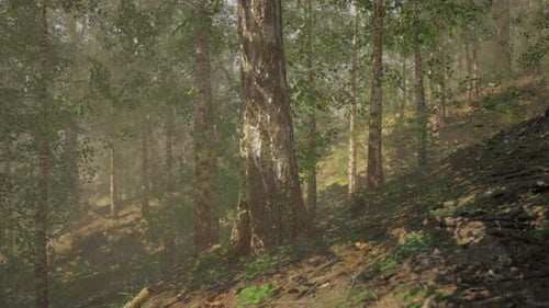 A Serene Dirt Path Winding Through a Picturesque Birch Forest