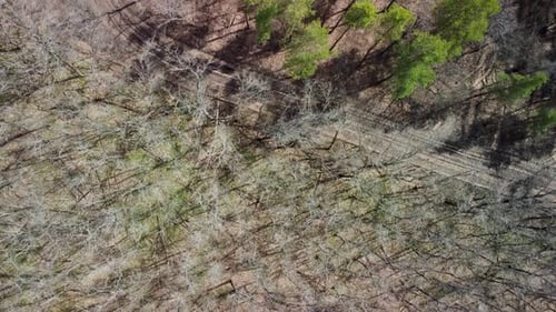 Deciduous Forest with Fallen Leaves in Late Autumn