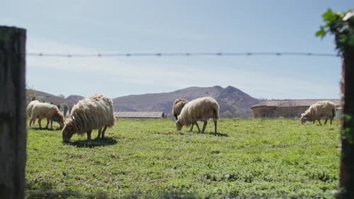 Grazing sheep in a sunny meadow near mountains with a clear blue sky