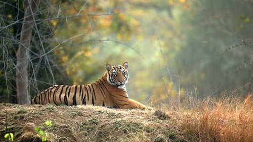 Tigre real de Bengala descansando en la sombra de la jungla