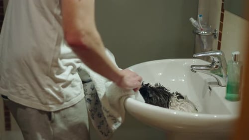 Small Guinea Pig Climbing on the Towel to Meet His Owners Hands Close Up