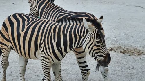 Zebra Pair Bonding Displaying Bold Black and White Striped Coats While Standing Close Together in