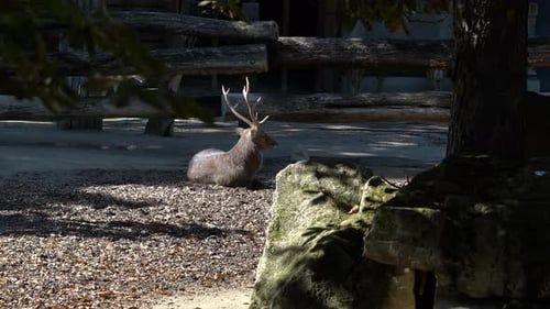 Hirsch mit großem Geweih sonnt sich im Sonnenlicht — Teleaufnahme