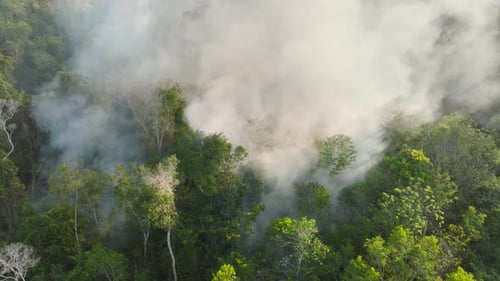 Tropical rainforest fire