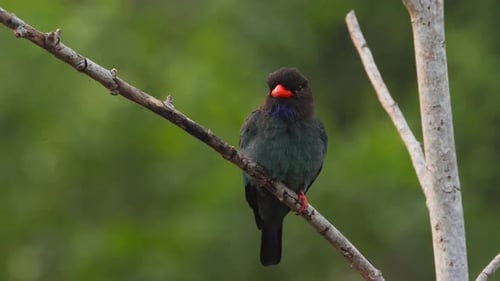 Dollars Bird on Branch in the Morning