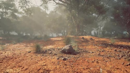 Sunlight Rays Through Foggy Trees in Dry Red Landscape