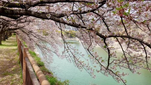 Sakura-Kirschblüte im Frühling in Japan