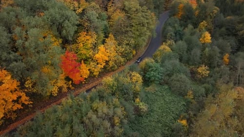 Drone shot of car driving on winding road in the jungle. Forest with trees in autumn.