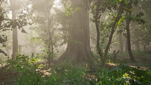 Beautiful Morning in the Forest