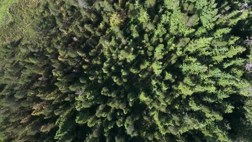 Vertical Aerial View of Pine Tree Forest