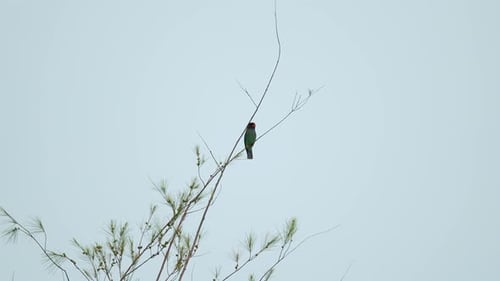 Oriental dollarbird (Eurystomus orientalis) perched on a tree branch isolated blue sky. Green