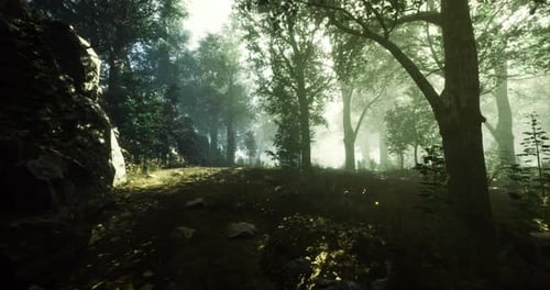 Tranquil Forest Path Illuminated By Morning Sunlight and Mist