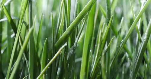 Green grass close-up raindrops slowly falling on the grass. Shot on super slow motion camera