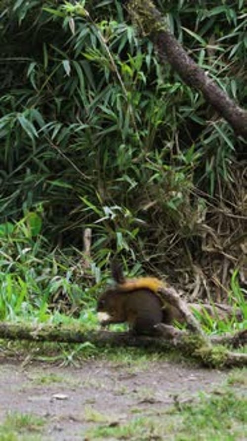 Gros plan vertical d'un écureuil mangeant des fruits sur le sol en Colombie