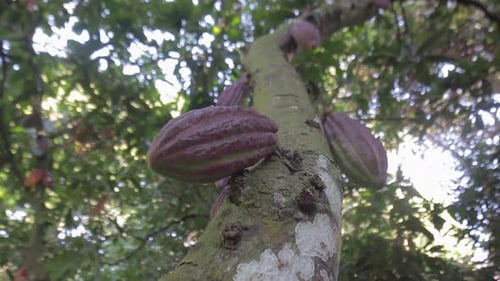 Grupo de frutos vermelhos de cacau pendurados em uma árvore. Fazenda de chocolate. Vagens de cacau crescendo na árvore em um c