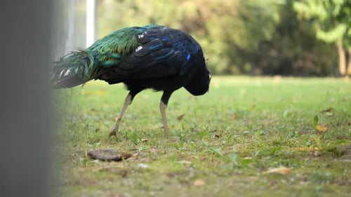 Beautiful Shot Of Magnificent Peacock Walking Peacefully In Green Park